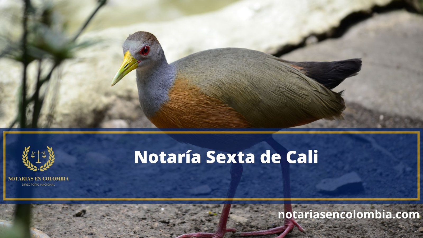 Notar A Sexta De Cali Notarias En Colombia