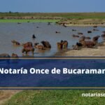 Notaría Once de Bucaramanga